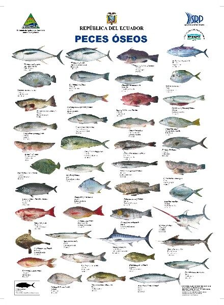 nombres-de-pescados-mas-comunes