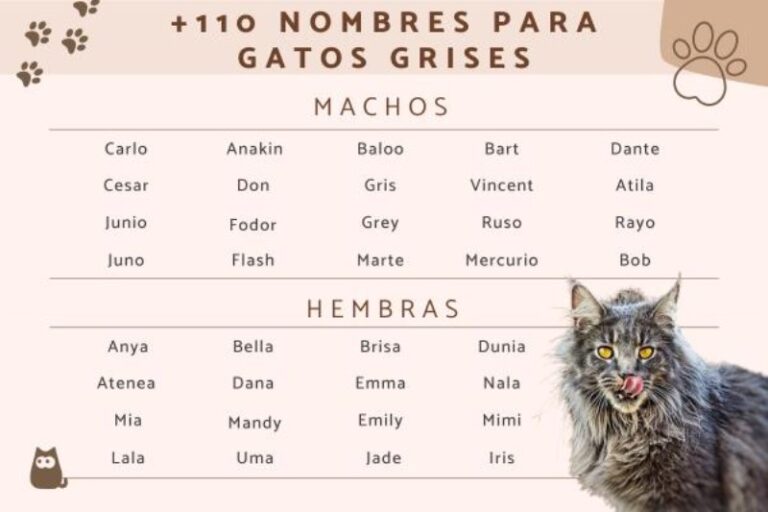 nombres-para-gatos-grises
