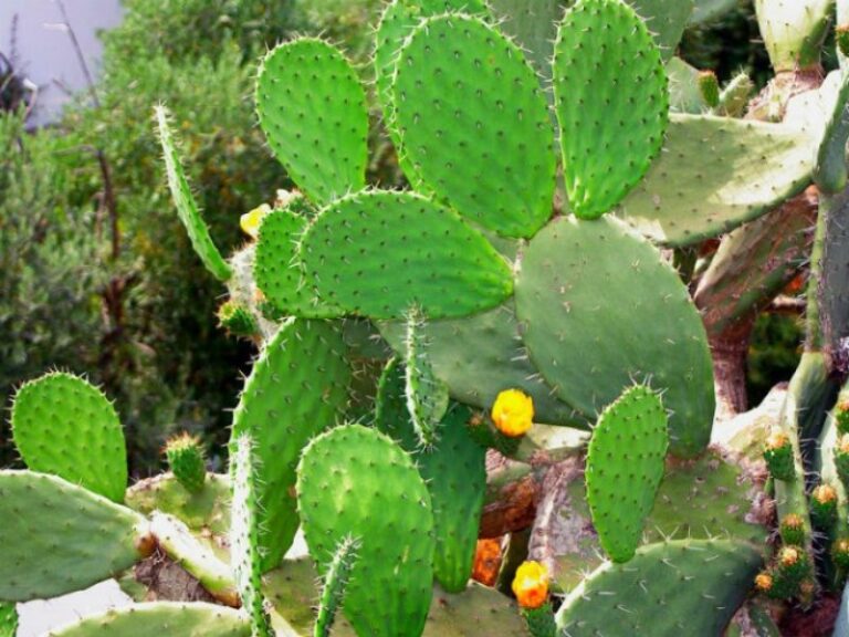 nopal-planta