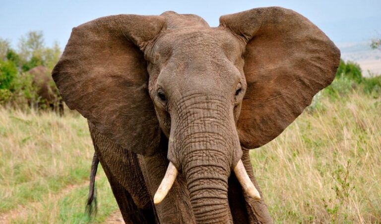 orejas-de-elefante