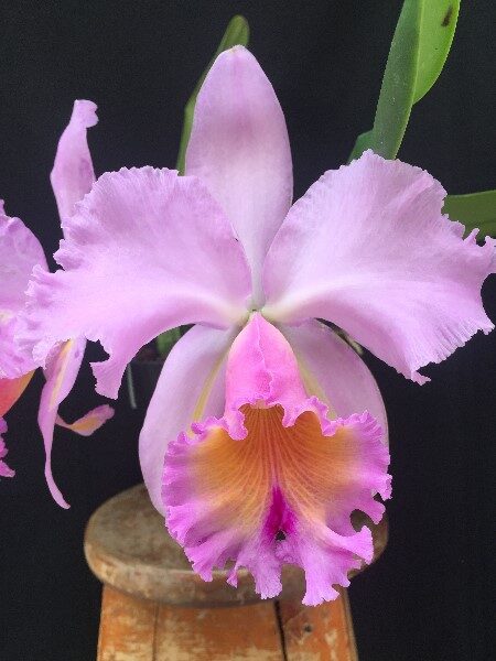 orquidea-cattleya