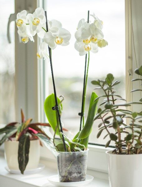orquidea-natural