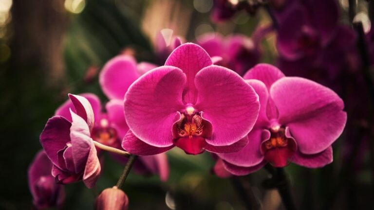 orquideas-de-todos-colores