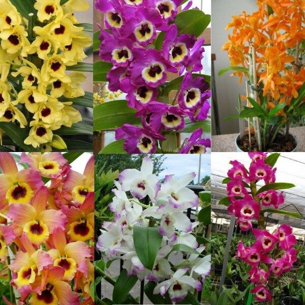 orquideas-dendrobium