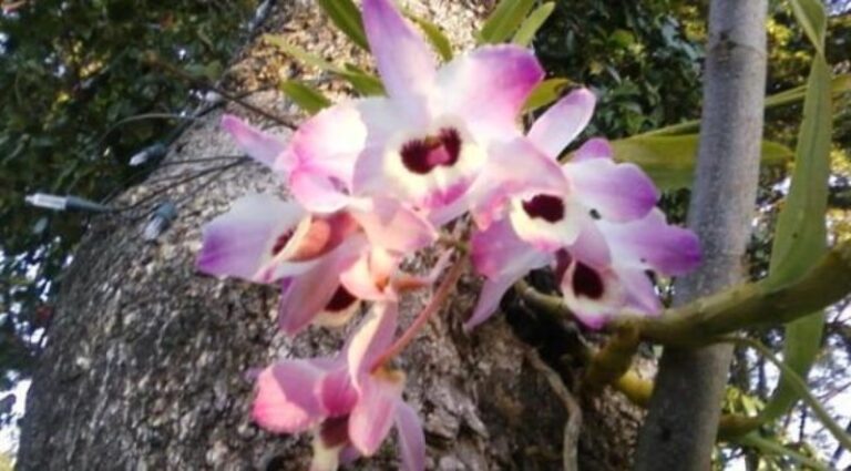 orquideas-en-arboles