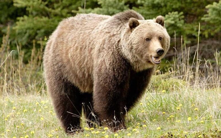 oso-grizzly-tamano