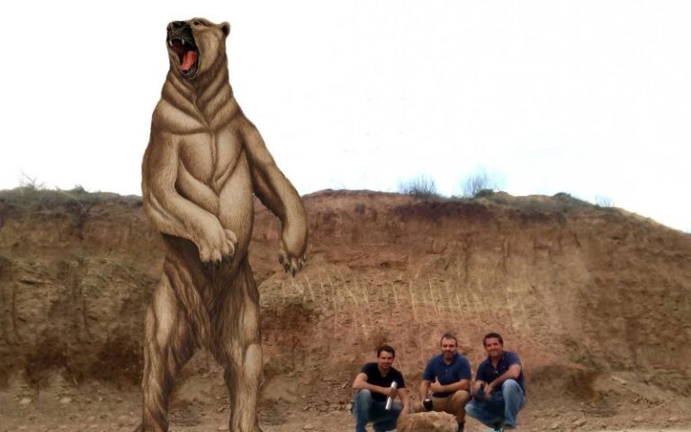 oso-mas-grande