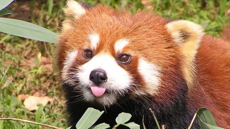 oso-panda-rojo