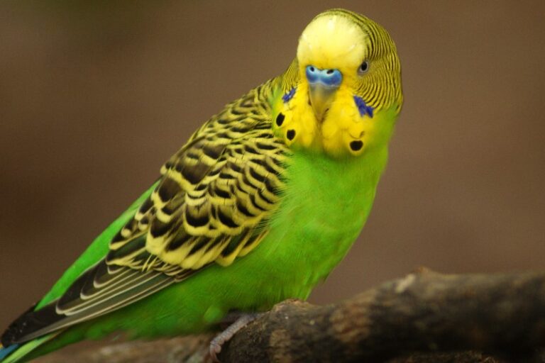 pajaros-australianos