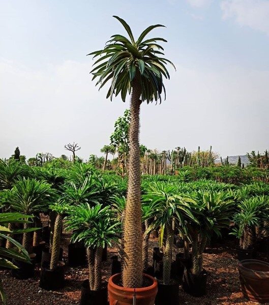palmas-de-madagascar
