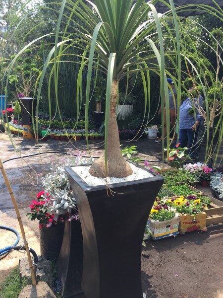 palmera-pata-de-elefante