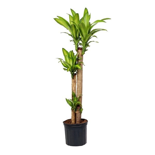 palo-de-brasil-flores