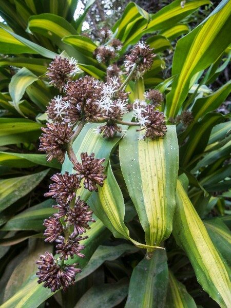 palo-de-brasil-para-q-sirve