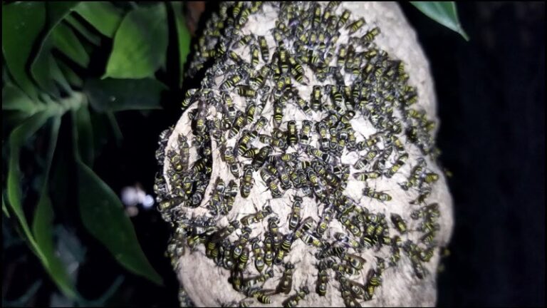 panal-de-avispas-negras