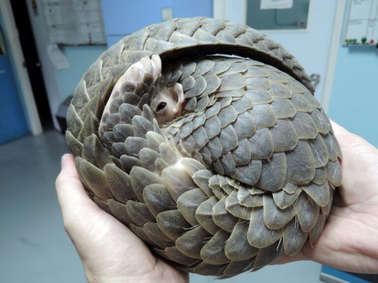 pangolin-de-mar-medidas