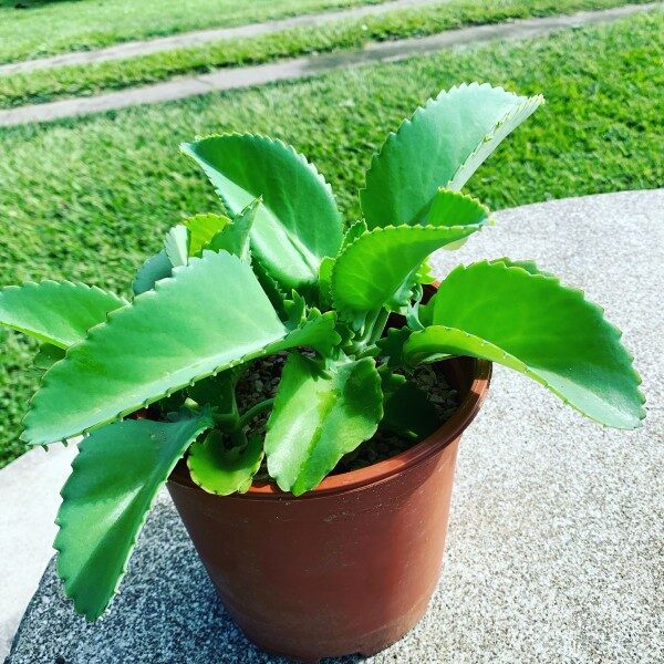 para-q-sirve-la-planta-mala-madre