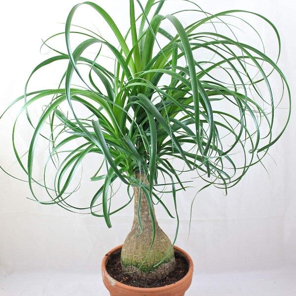 pata-de-elefante-plant