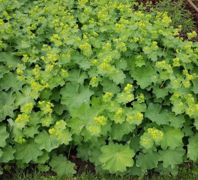 pata-de-leon-planta