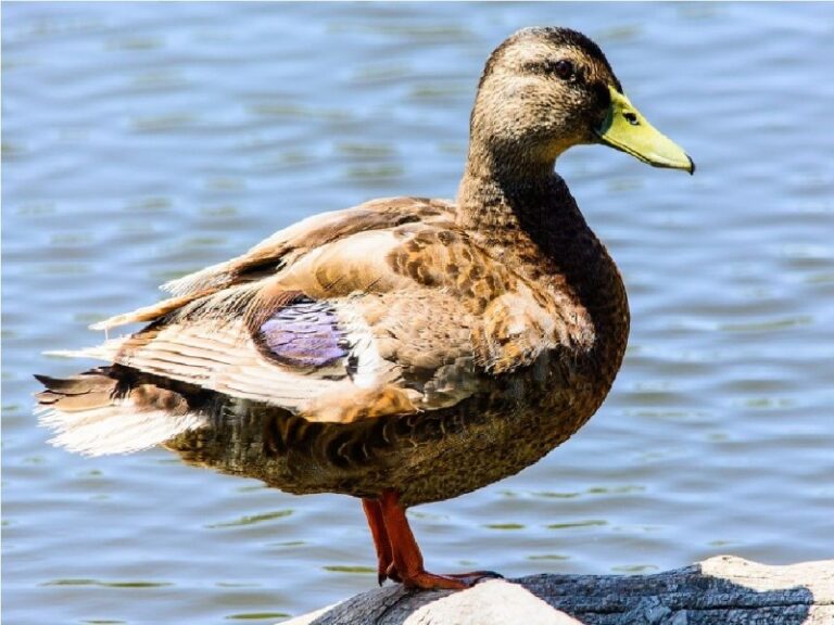 pato-silvestre