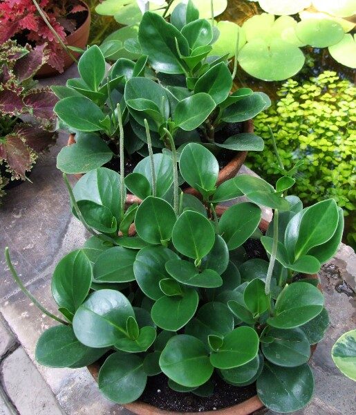 peperomia-polybotry