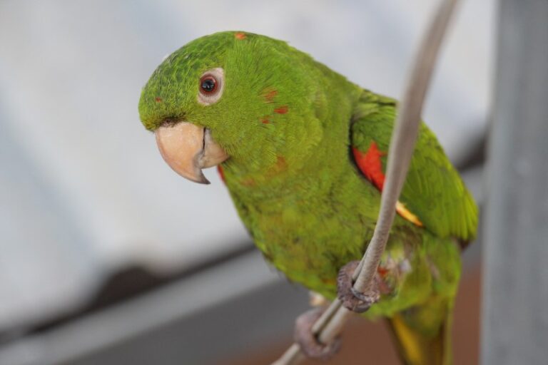 perico-pajaro