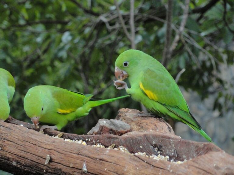 periquito-verde
