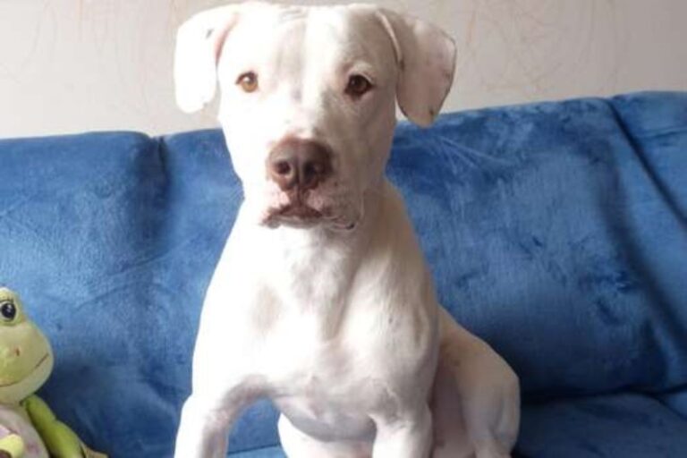 perros-con-albinismo