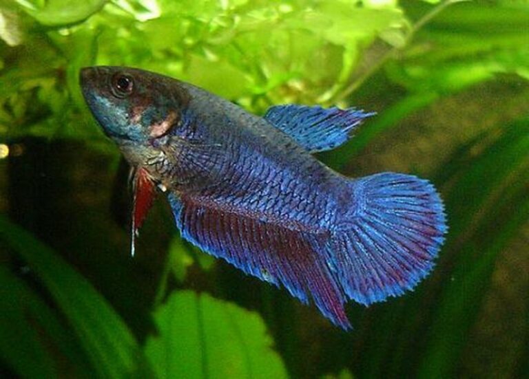 pez-betta-hembra