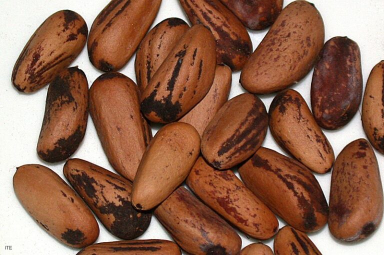 pina-de-pinones