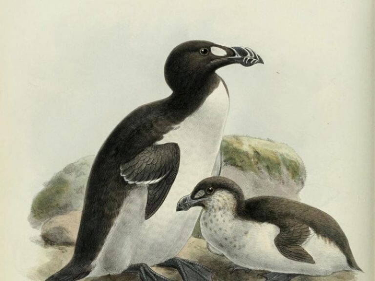 pinguinos-extintos