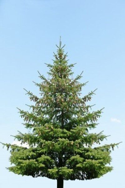 pino-arbol