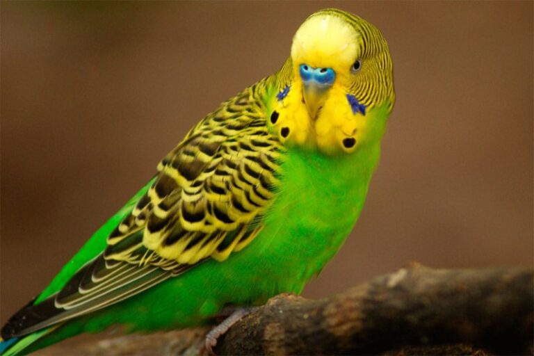 piriquito-australiano
