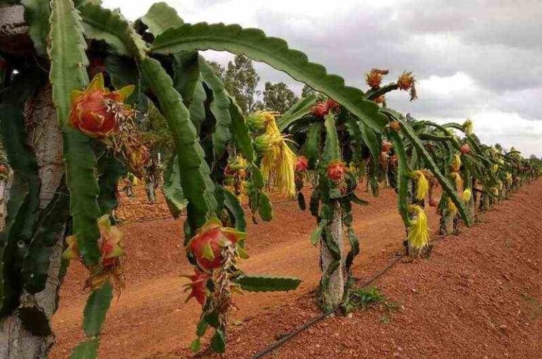 pitahaya-planta-como-sembrar