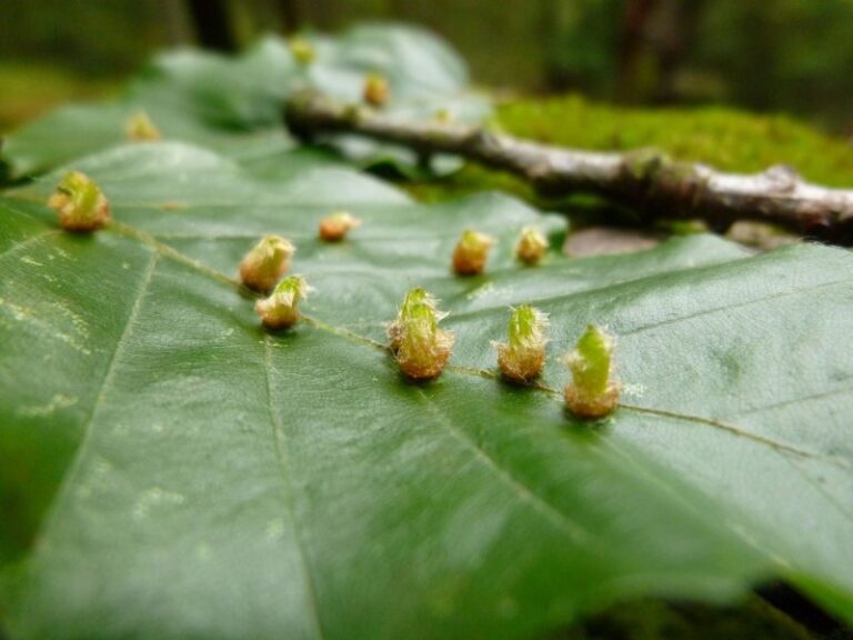 plaga-rosal