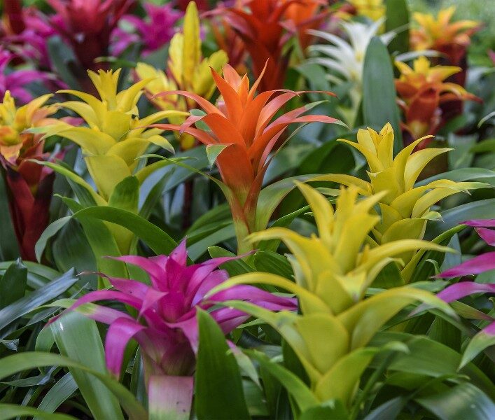 planta-bromelia