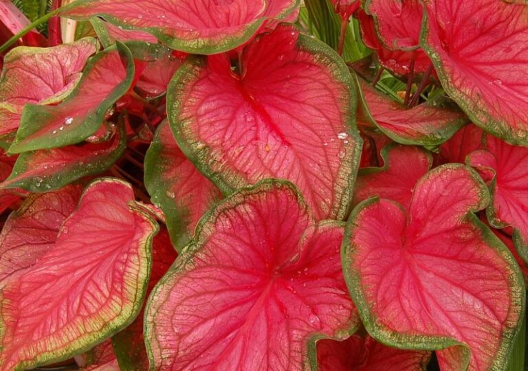 planta-corazon-de-jesus