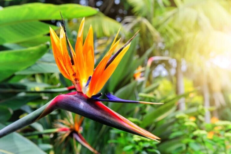planta-de-ave-del-paraiso