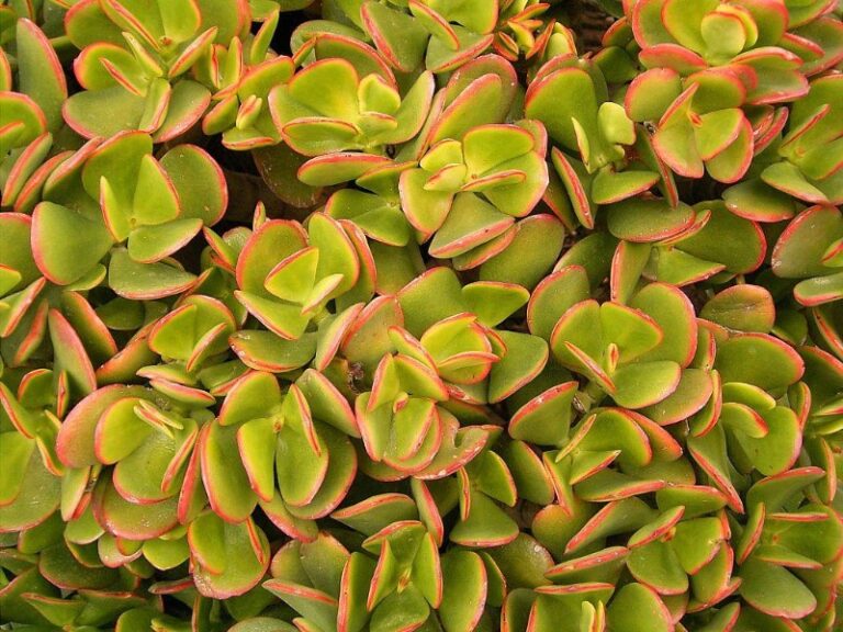 planta-de-jade-cuidados