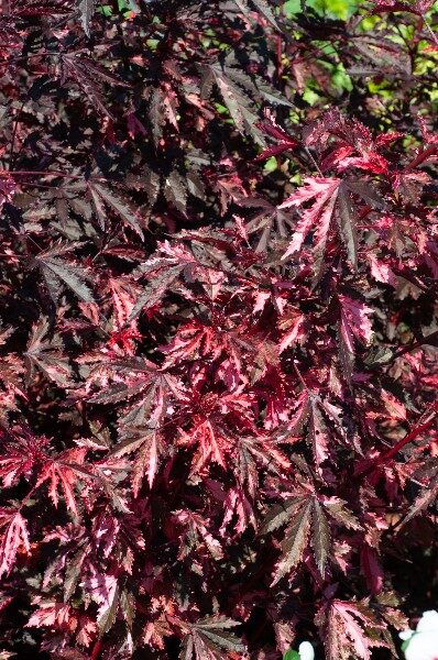 planta-de-jamaica-falsa
