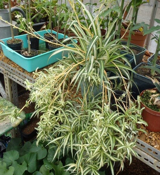 planta-de-lazos-de-amor