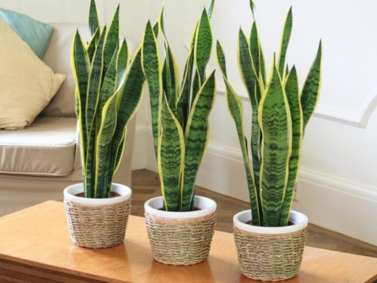 planta-espada-de-rey