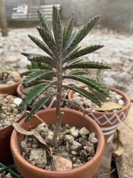 La Mala Madre: Una Planta Purificadora y Decorativa, Pero... ¿Venenosa?