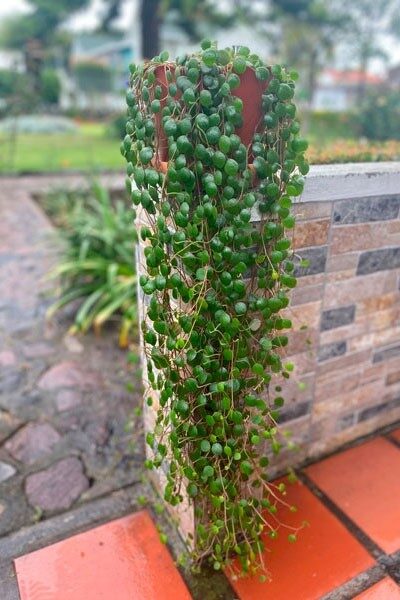 planta-moneda