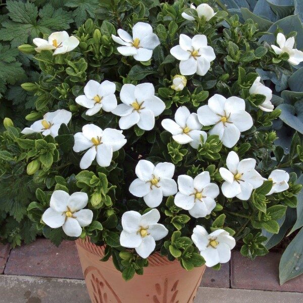 plantas-con-flor-de-sombra