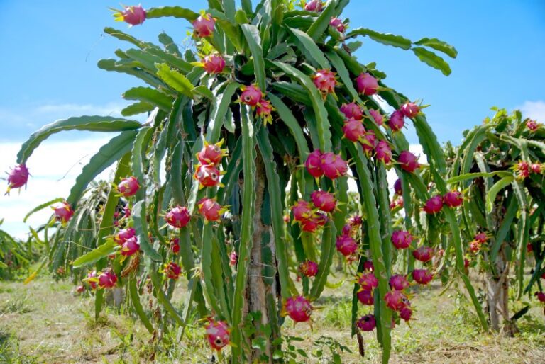 plantas-de-dragon-fruit