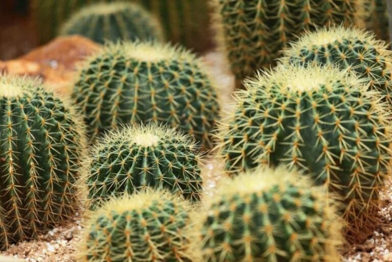plantas-del-desierto