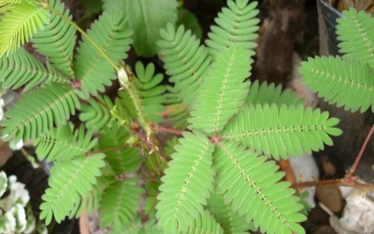 plantas-dormilonas