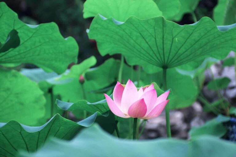plantas-en-china