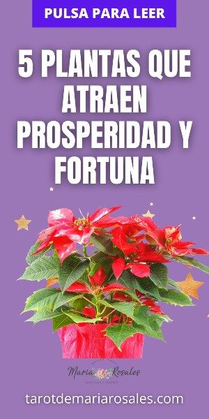 plantas-para-atraer-el-amor-y-el-dinero