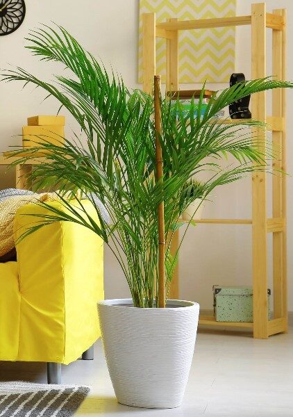 plantas-para-dentro-de-la-casa-de-buena-suerte